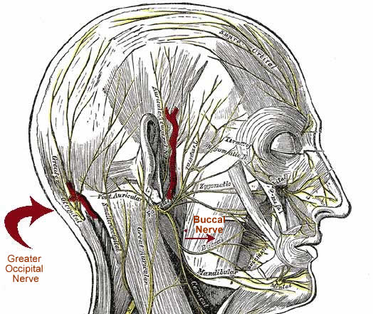 buccal nerve