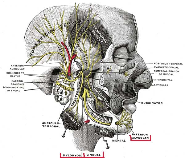 nerves in head