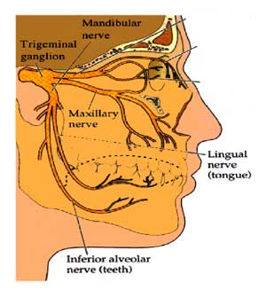 Mandibular nerve dental surgery